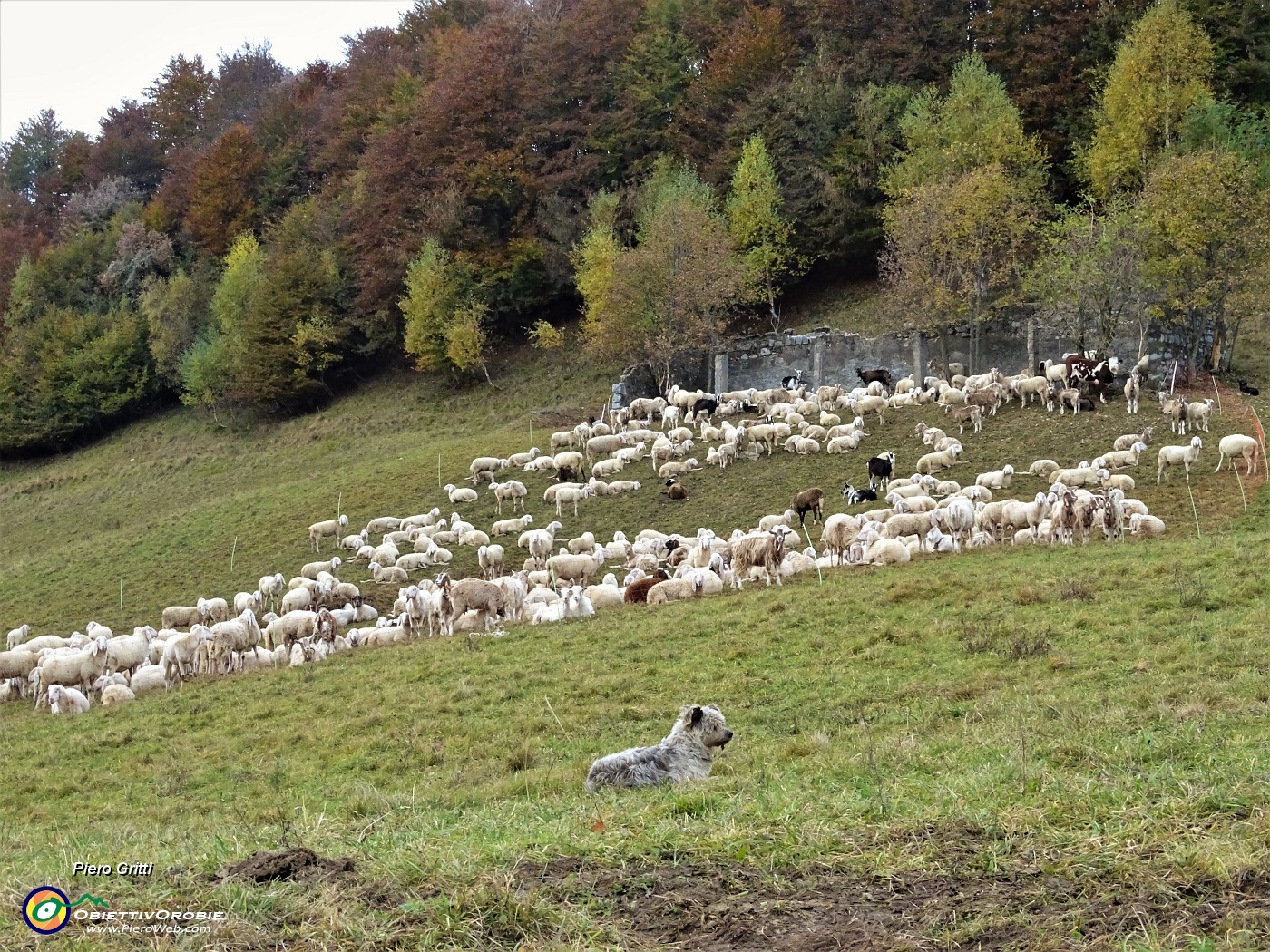 10 Pecore al pascolo mattutino controllate dal cane pastore.JPG